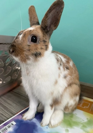 kastriertes Männliches Kaninchen