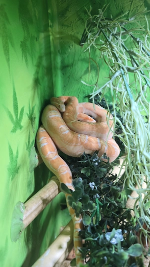 Kornnatter scaleless 0.2