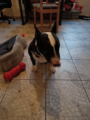 Miniatur-Bullterrier abzugeben.
