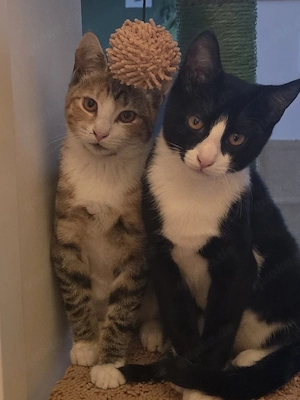 Katzen weiblich 3 Monate
