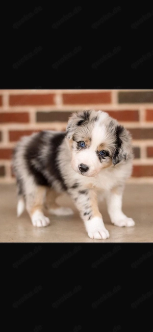 Australian Shepherd Welpen