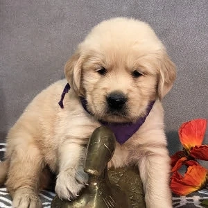 Golden Retriever Welpen
