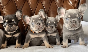 Franse Bulldog Welpen