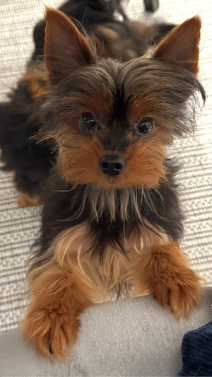 Yorkshire-Terrier Welpen 