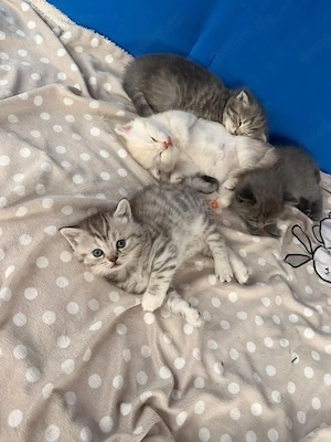    Süße BKH BLH-Mix-Kitten suchen ihr liebevolles Zuhause   