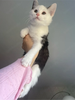 Der kleine Kater wartet auf seiner Familie