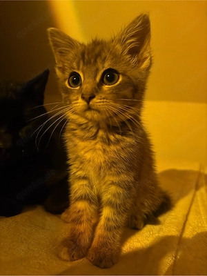 Verkaufe Kitten
