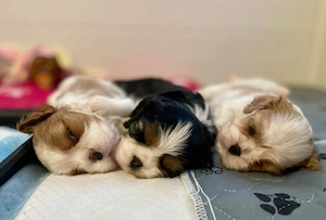 Cavalier King Charles Spaniel Welpen suchen ein liebevolles Zuhause     