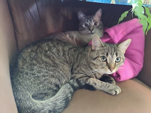 Kater suchen dringend ein zu Hause 