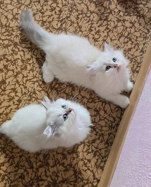 Baby Kätzchen LG