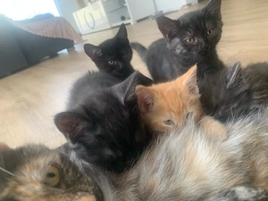 Babykitten