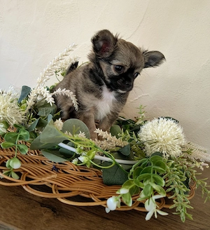 Chihuahua Bruno reinrassig Abgabe ab November 