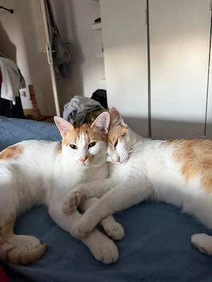 Copper & Monchi - Verspieltes Dreamteam sucht seine gechillte Familie
