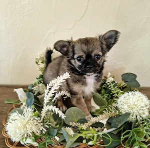 Bruno reinrassig Langhaar Chihuahua  und Bella 
