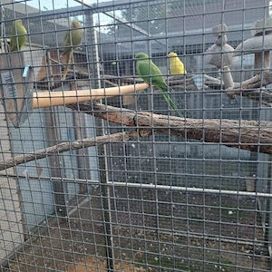 Vögel Halsbandsittich 