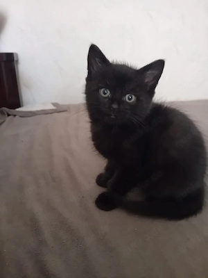 Kätzchen suchen eine neue Familie 