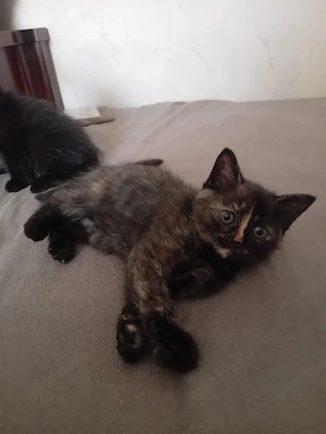 Kätzchen suchen eine neue Familie 