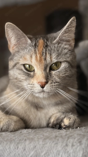 Katze sucht ein für immer zuhause 