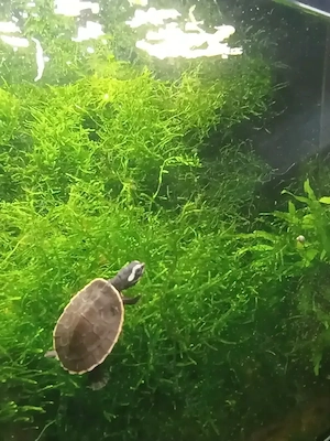 Wasserschildkröten, Emydura Subglobosa, Rotbauchspitzkopfschildkröten, Nachzuchten von 2026