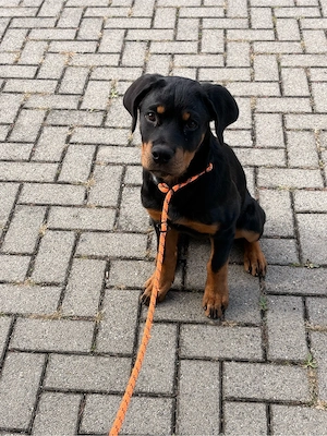Rottweiler-Hündin sucht ein liebevolles Zuhause 