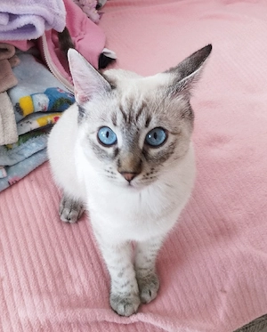 Sphynx kitten