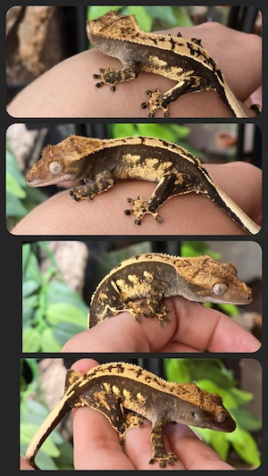 Pet Only Kronengecko pos. Weibchen