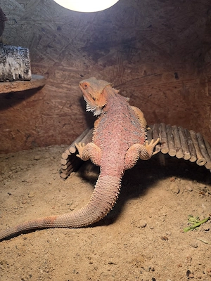 Bartagame Männlich