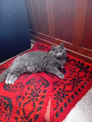 Der Kater sucht eine neue Familie.
