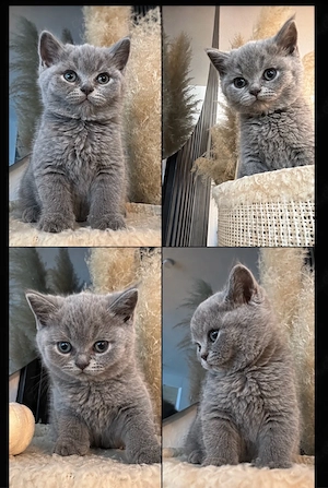 bkh kitten
