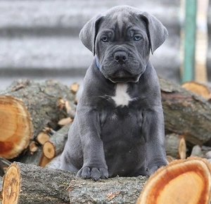 Wunderschöne Cane Corso Welpen suchen ein liebevolles Zuhause