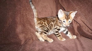 Reinrassige Bengal Kitten mit Stammbaum ab November 