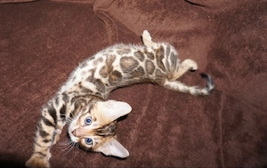 Reinrassige Bengal Kitten mit Stammbaum ab November 