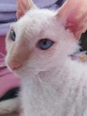 Sphynx Kitten 