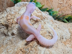 LeopardGeckos enz26