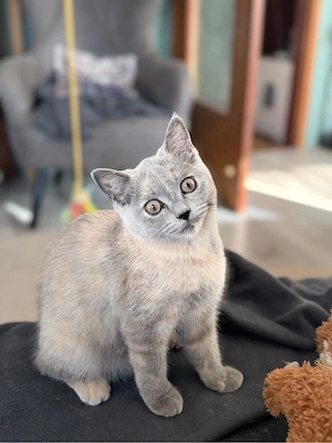 BKH Kitten - nur noch 1 Kitten  die ihr Zuhause suchen