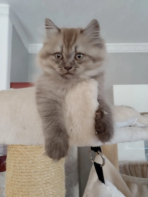 Britisch langhaar Katzen 