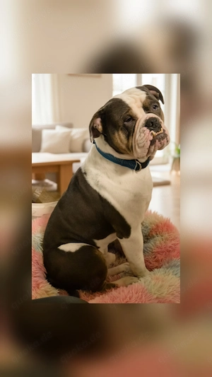 Old English Bulldog (Rüde)