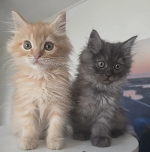 2 Süßmäuse (Maine Coon) suchen genau dich