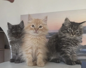 Zuckersüße Main coon Kitten 3 Jungs