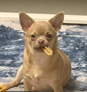 Wunderschöne Chihuahua-Hündin mit KSU-Ahnentafel abzugeben
