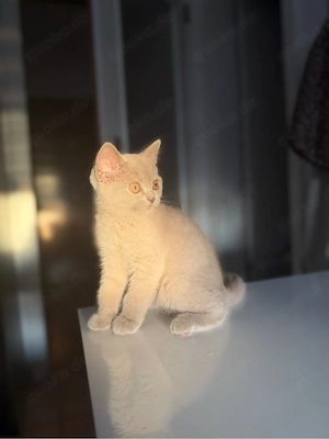 Bkh Kitten