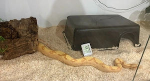2 Boas mit eingerichteten Terrarien 