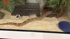 2 Boas mit eingerichteten Terrarien 