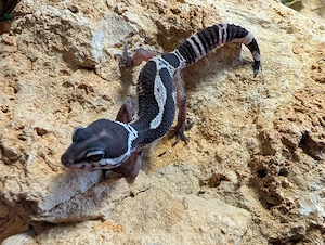 LeopardGeckos enz 26 