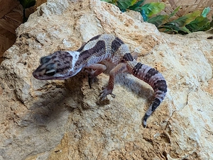 Leopard Gecko enz 26