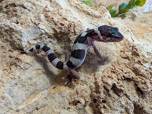 Leopard Gecko enz 26