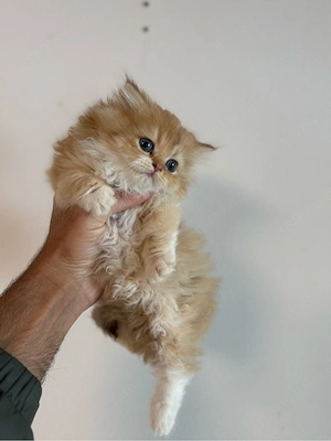 babykatze BLH Golden Kater