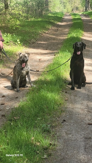 Deutsche doggen + American Bulli Mix Welpen 