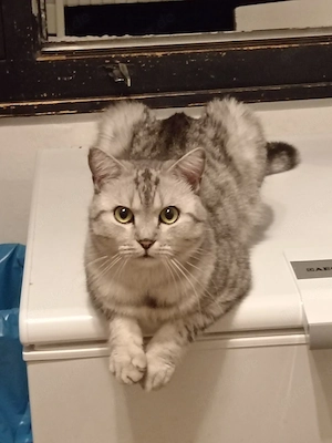      Schweren Herzens suche ich ein liebevolles Zuhause für Simba     