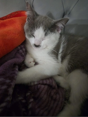    Wunderschöner grau-weißer Kater mit goldenen Augen